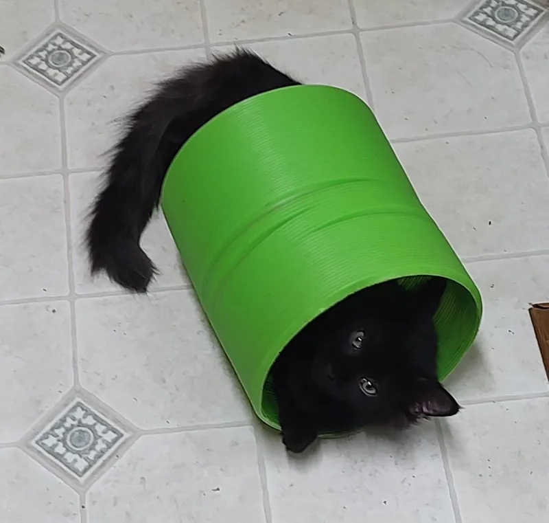 A young medium-sized female Domestic Medium Hair cat named Ruffles for adoption in Batavia, OH
