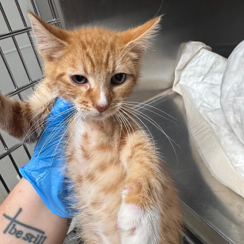 A baby small-sized male Orange / Red Domestic Short Hair cat named Jax for adoption in Columbiana, AL