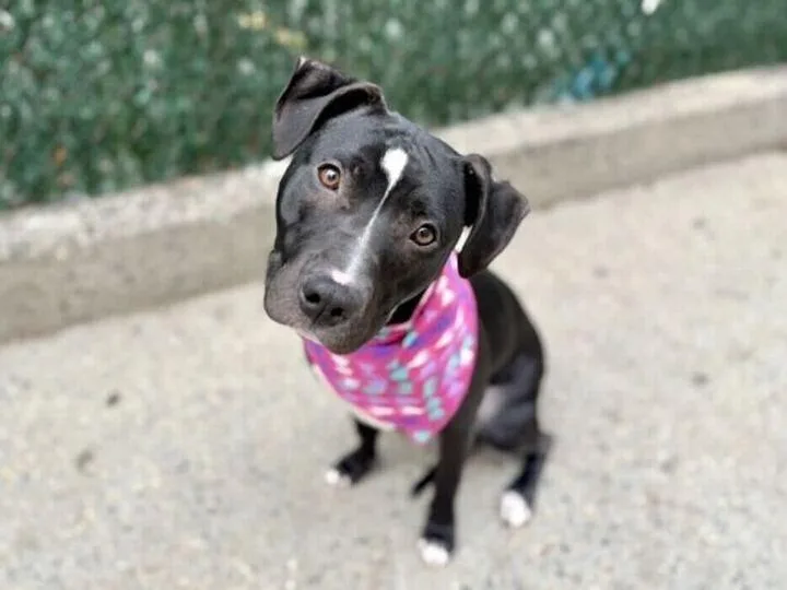 A young medium-sized female Tricolor (Brown, Black, & White) Mixed Breed dog named Indie for adoption in New York, NY