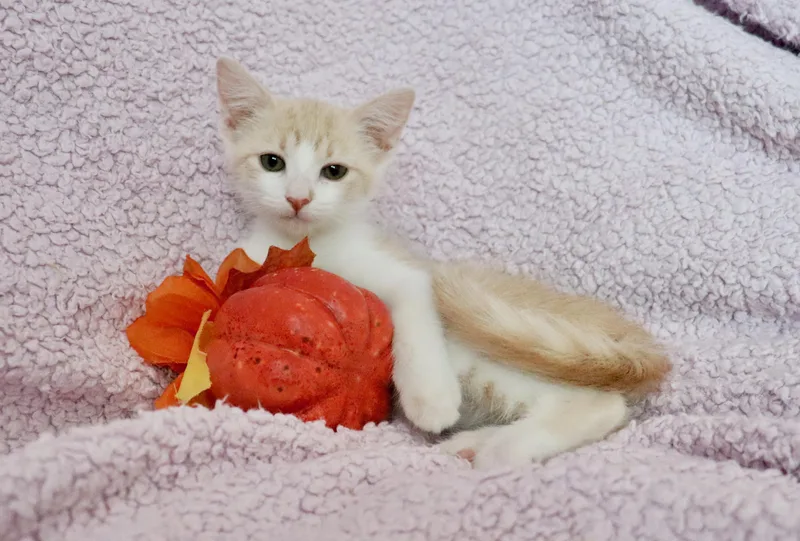 A baby medium-sized female Turkish Van cat named Spree for adoption in Saint Augustine, FL