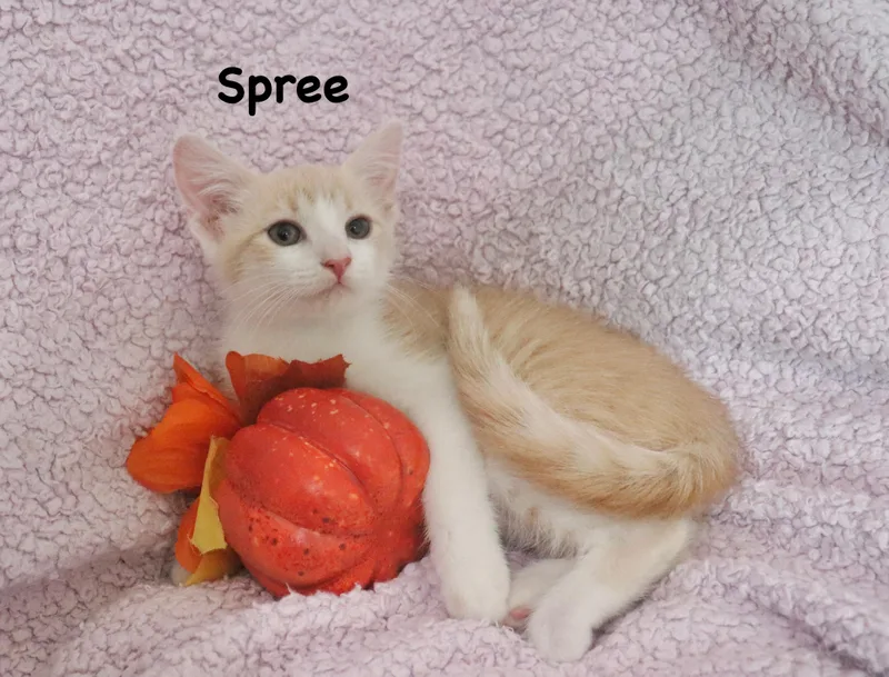 Spree thumbnail 3