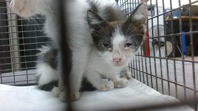 A baby small-sized female Domestic Short Hair cat named Stella for adoption in Miami, FL