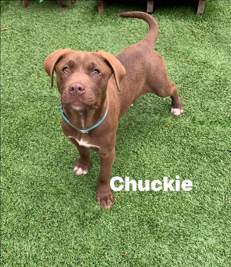 Chuckie