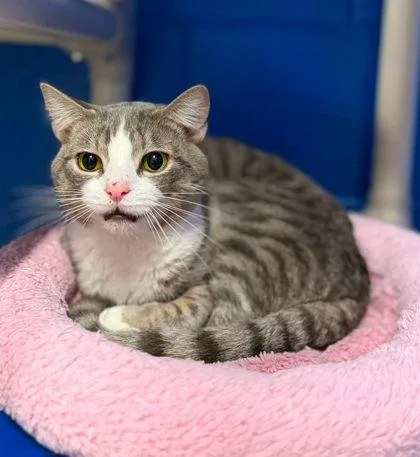 An adult medium-sized male Gray & White Domestic Short Hair cat named House Cat for adoption in Clarkesville, GA