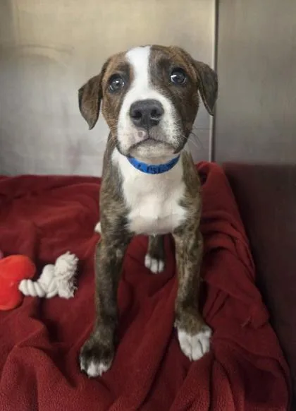 A baby small-sized male Pit Bull Terrier dog named Ben for adoption in Westland, MI