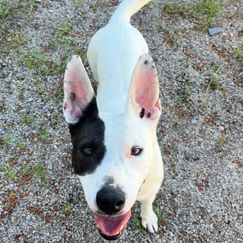 Narcissa thumbnail 2