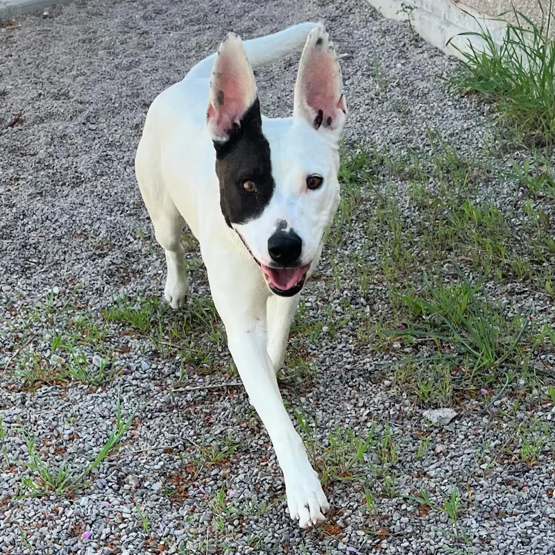 Narcissa thumbnail 3