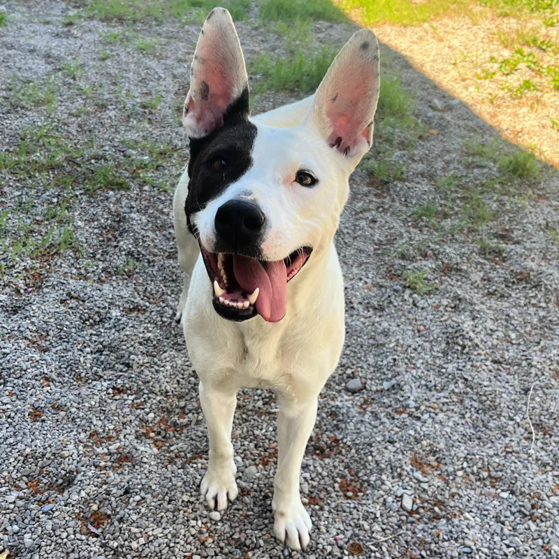 Narcissa thumbnail 4