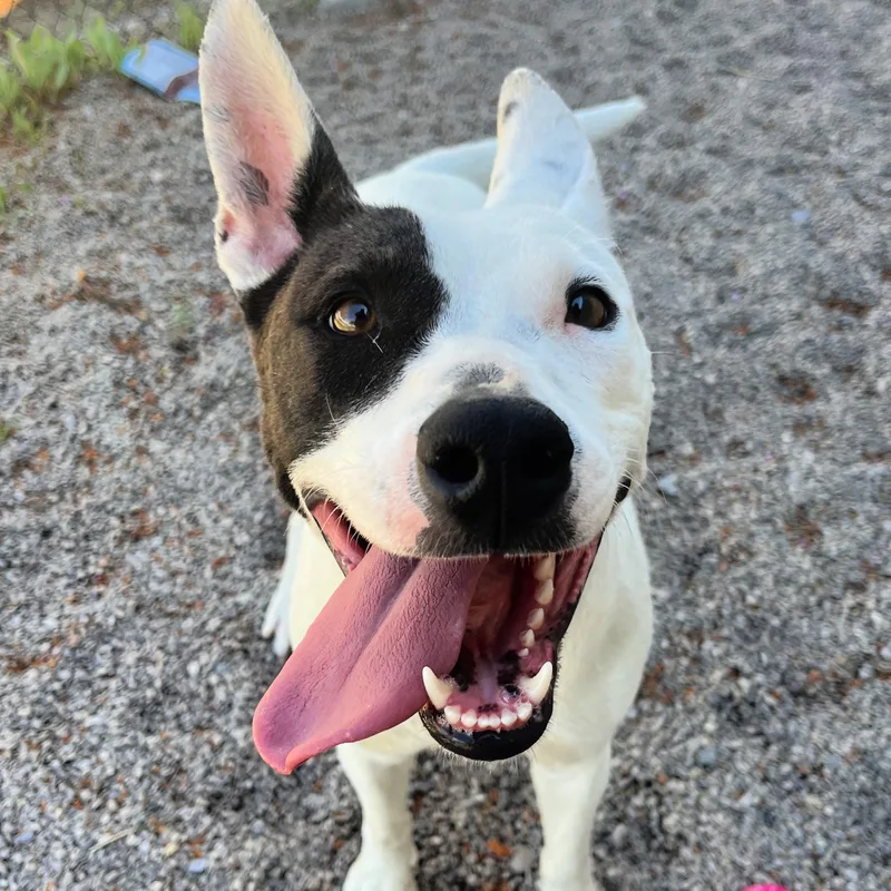 Narcissa thumbnail 5