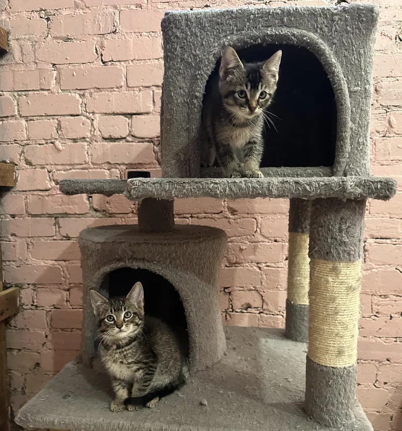 A baby small-sized female Tabby (Brown / Chocolate) Domestic Short Hair cat named Apostrophe for adoption in Milwaukee, WI