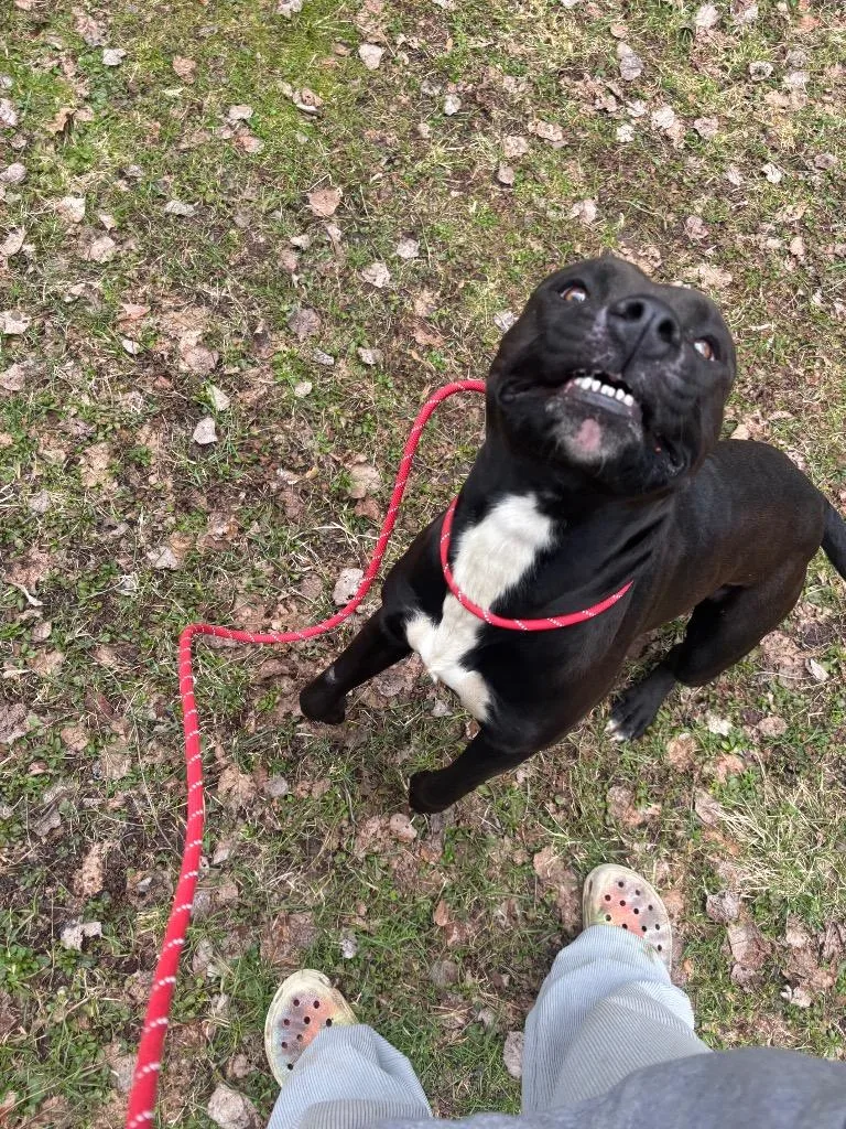 Bo Burnham thumbnail 4