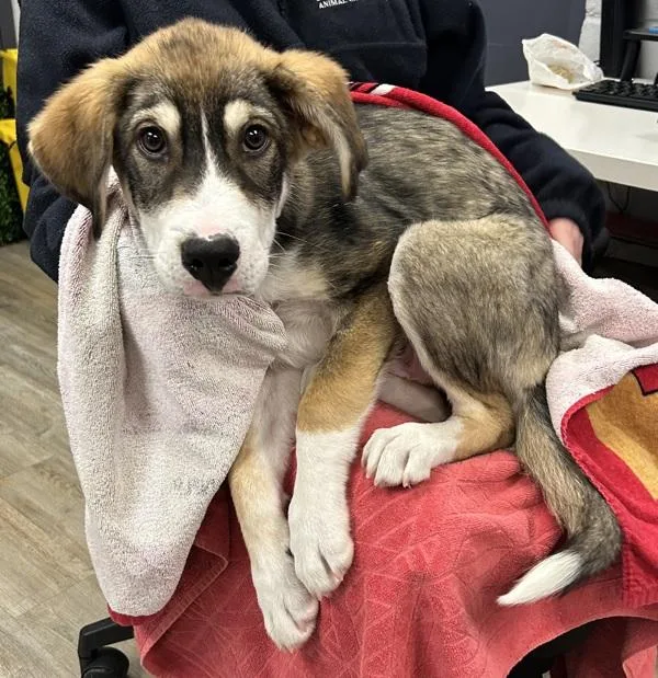 Paddy Love thumbnail 2