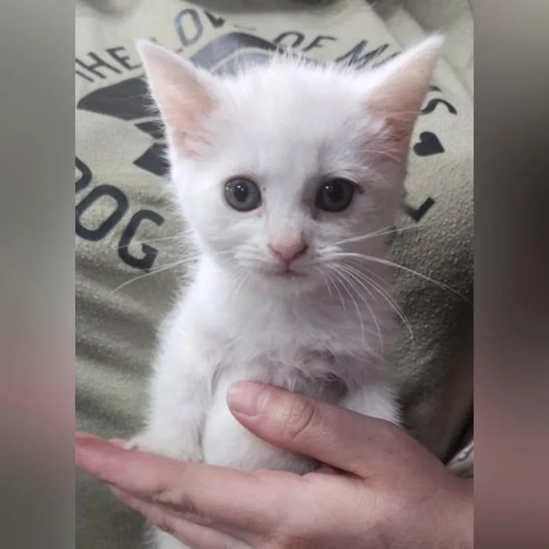 A baby small-sized female White Domestic Short Hair cat named Aspen for adoption in Toledo, OH