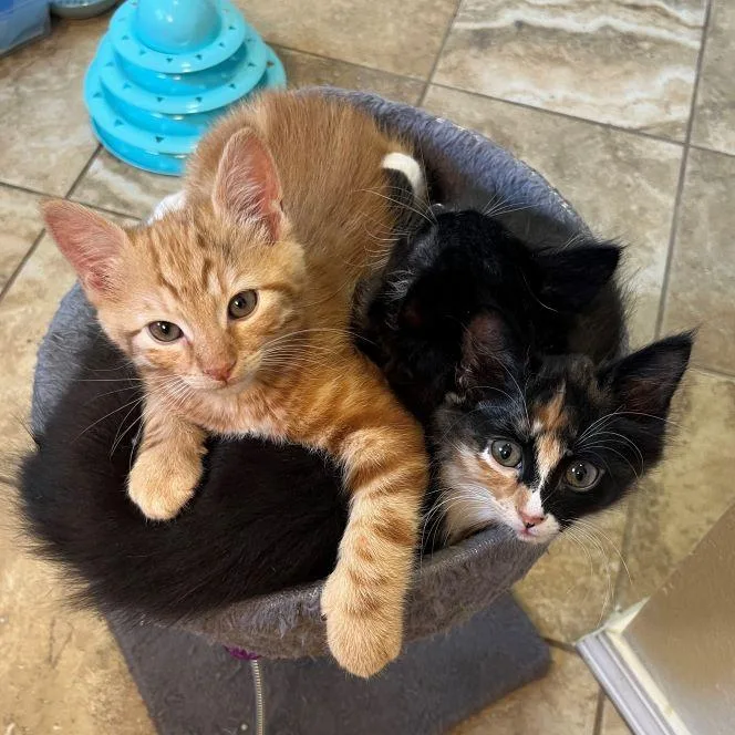 A baby medium-sized male Tabby (Orange / Red) Tabby cat named Erik the Red for adoption in Tulsa, OK