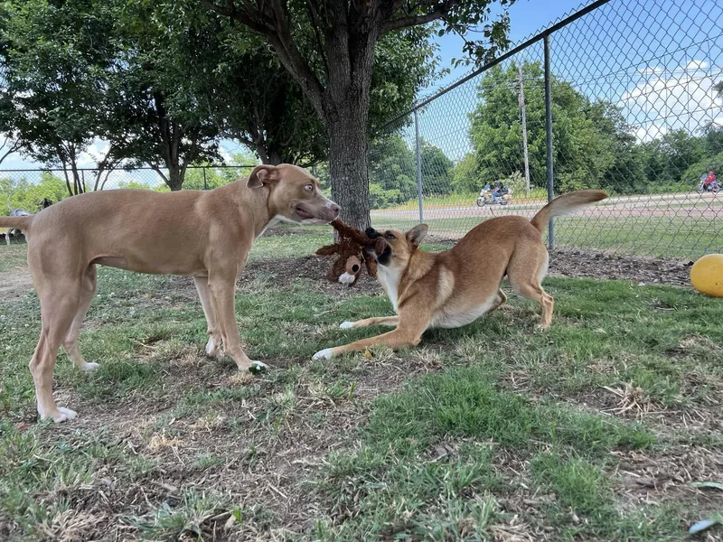 A young medium-sized female Apricot / Beige Mixed Breed dog named Sasha for adoption in Tunica, MS