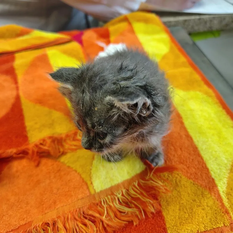 A baby small-sized male Gray / Blue / Silver Domestic Short Hair cat named Corvus for adoption in Coos Bay, OR