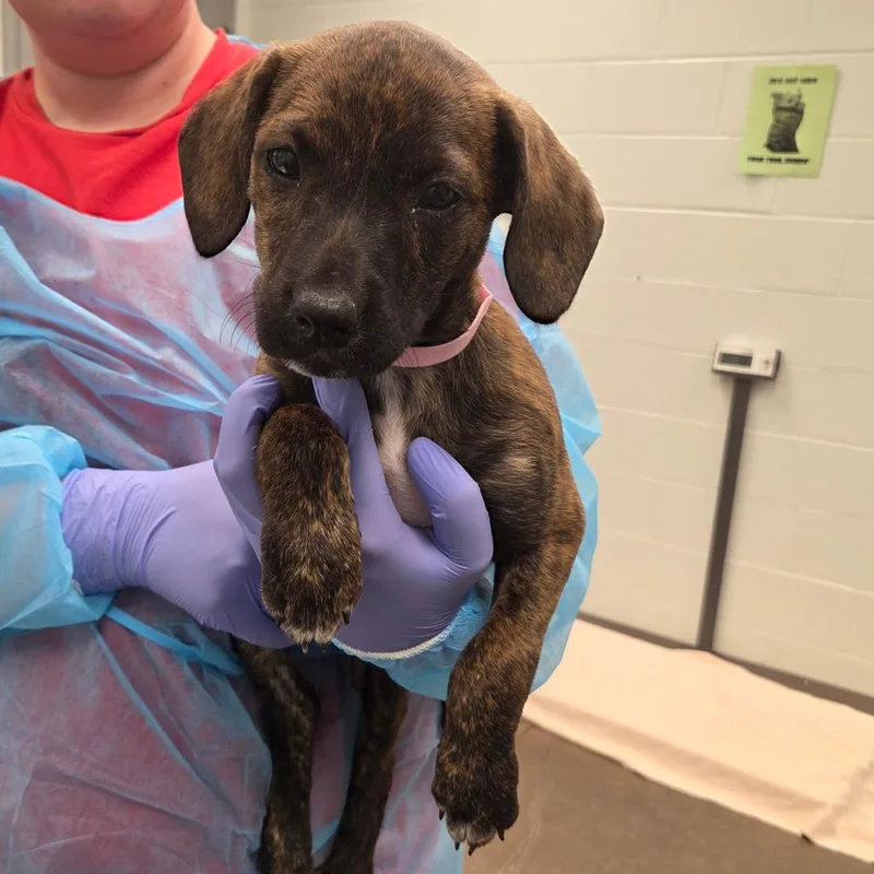 A baby small-sized female Brindle Hound dog named Dana for adoption in Chattanooga, TN