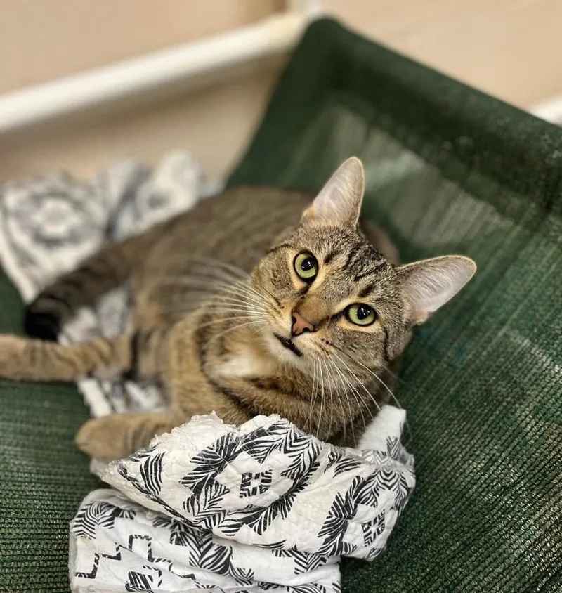 Theodore thumbnail 2