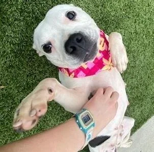 An adult medium-sized female Pit Bull Terrier dog named Doechii for adoption in Kansas City, MO