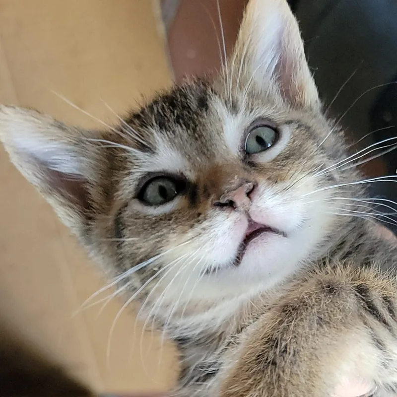 A baby small-sized male Brown / Chocolate Domestic Short Hair cat named Piccolo for adoption in Buffalo, WY