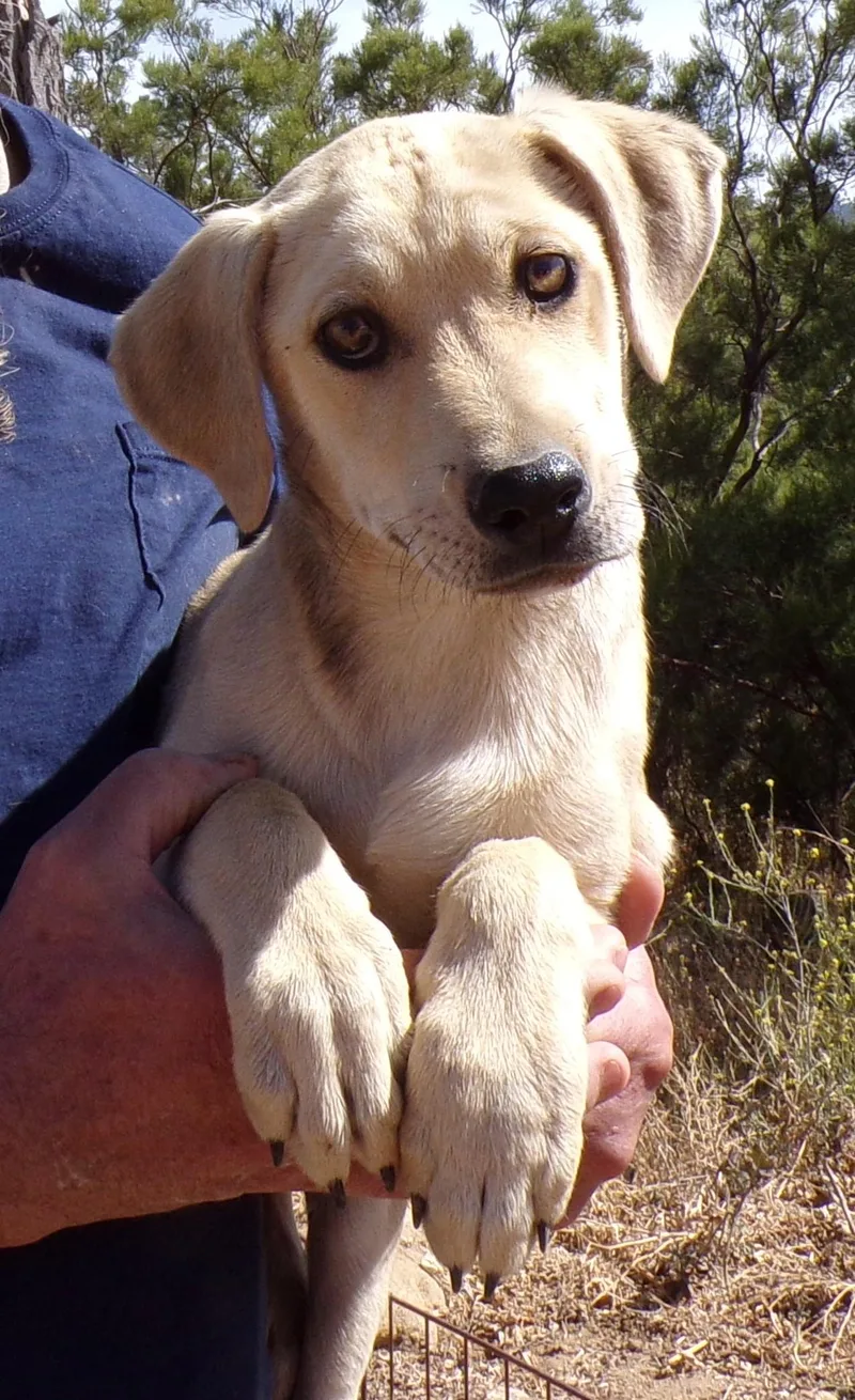 A baby large-sized female Yellow / Tan / Blond / Fawn Labrador Retriever dog named Heidi for adoption in Corona, CA