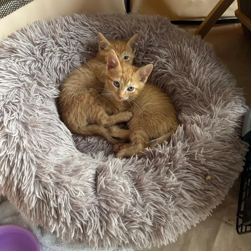 A young medium-sized male Tabby (Orange / Red) Domestic Short Hair cat named Corny And Cheesy for adoption in Evanston, IL
