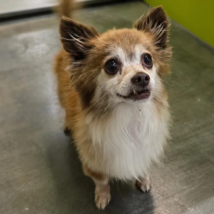 A senior small-sized male Yellow / Tan / Blond / Fawn Pomeranian dog named Uncle Iroh for adoption in San Jacinto, CA
