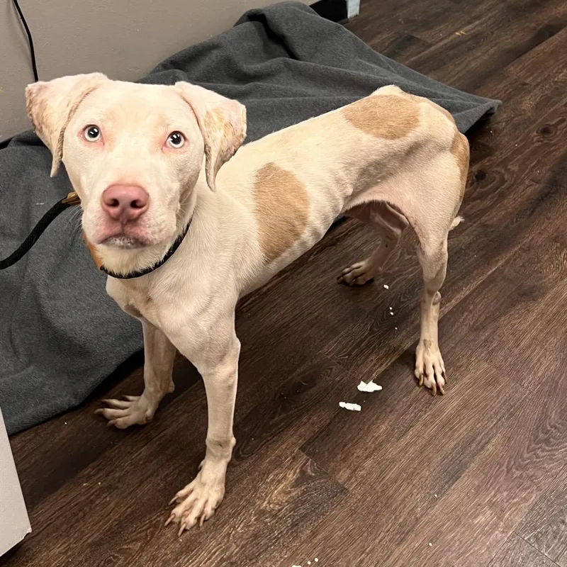 An adult medium-sized male Yellow / Tan / Blond / Fawn Terrier dog named Cookie Dough for adoption in St. Louis, MO