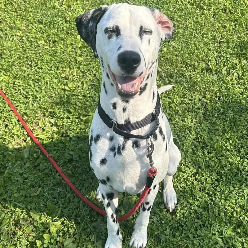 An adult medium-sized male Black Dalmatian dog named Pongo for adoption in Syracuse, NY