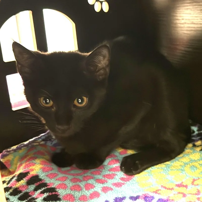 A baby medium-sized male Black Domestic Short Hair cat named Stormy for adoption in South Elgin, IL