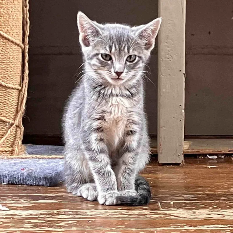 A young medium-sized female Gray / Blue / Silver Domestic Short Hair cat named May for adoption in Colbert, GA