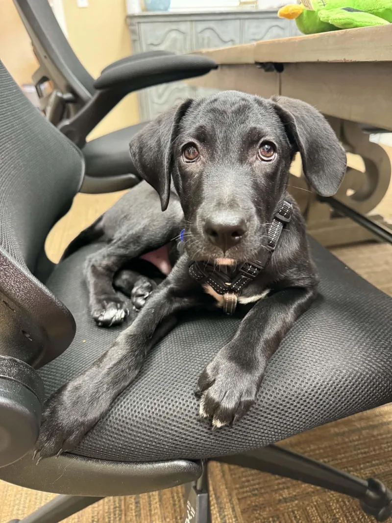 A baby large-sized male Black Labrador Retriever dog named Grant for adoption in Columbia, MO
