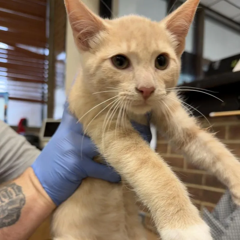 A baby small-sized male Buff / Tan / Fawn Domestic Short Hair cat named Hobbes for adoption in Birmingham, AL