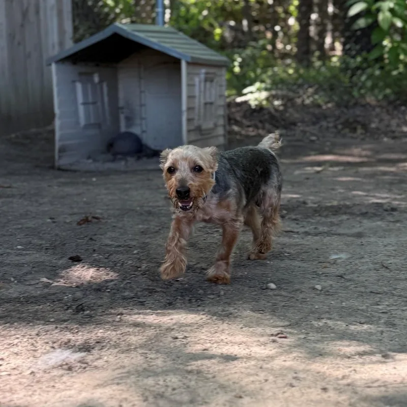 An adult small-sized male Silky Terrier dog named Portobello for adoption in Brookhaven, NY