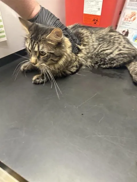 An adult small-sized male Domestic Medium Hair cat named Tim for adoption in Minneapolis, MN
