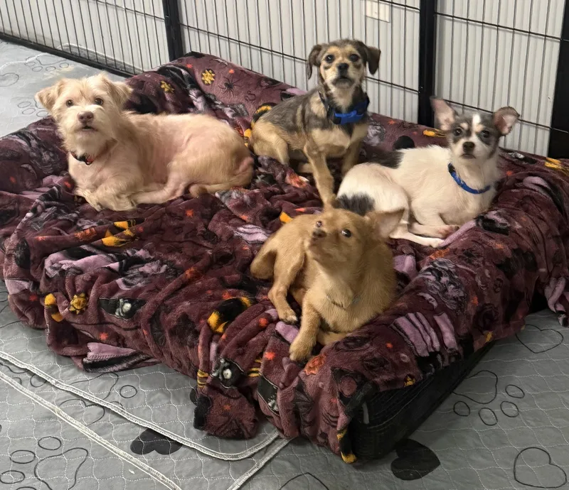 An adult small-sized male Terrier dog named JuJubes for adoption in Kings Mountain, NC