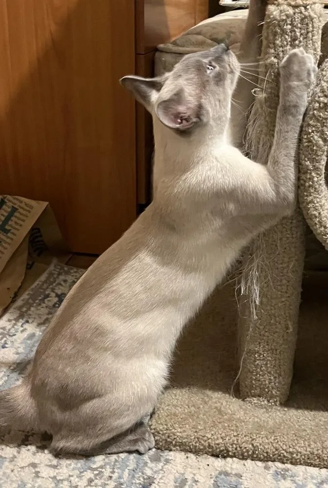 A young medium-sized female Gray / Blue / Silver Siamese cat named Amira for adoption in Dallas, TX