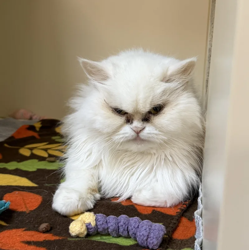 A senior small-sized female White Persian cat named Angel for adoption in Elyria, OH