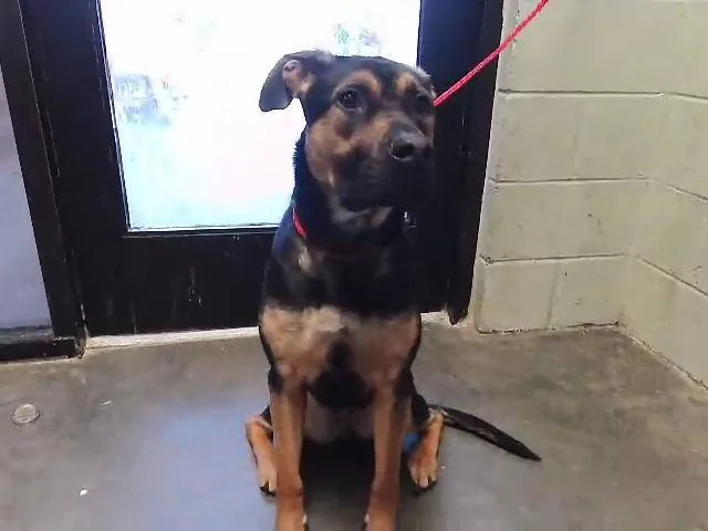 A young medium-sized female German Shepherd Dog dog named Shiloh for adoption in Tulsa, OK