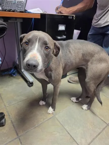 A young large-sized female Gray / Blue / Silver Pit Bull Terrier dog named Athena for adoption in El Paso, TX