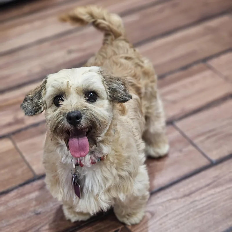 An adult small-sized female Apricot / Beige Shih Tzu dog named Coco Springfield for adoption in O Fallon, IL