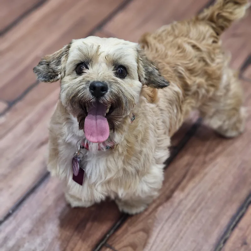 Coco Springfield thumbnail 3