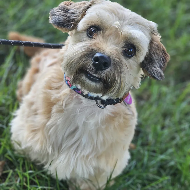 Coco Springfield thumbnail 6