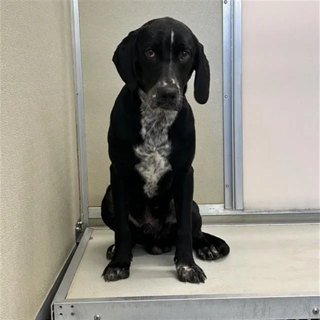 A young small-sized male German Shorthaired Pointer dog named Zeus for adoption in Lincolnton, NC