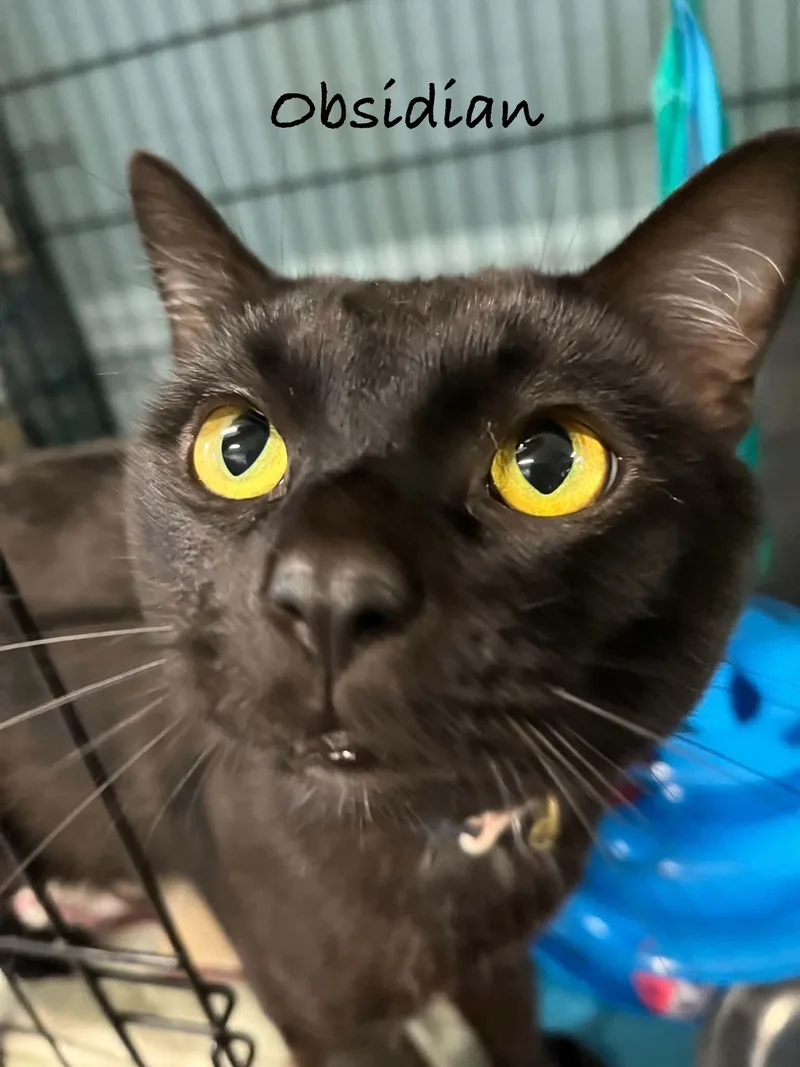A young medium-sized male Domestic Short Hair cat named Obsidian for adoption in Warren, OH