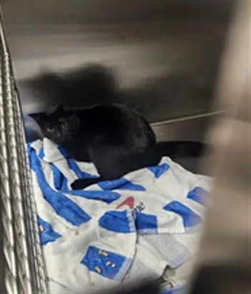 A young medium-sized female Domestic Short Hair cat named Shadow for adoption in Los Angeles, CA