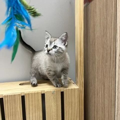 A baby medium-sized female Blue Point Domestic Short Hair cat named Rain for adoption in St. John, IN