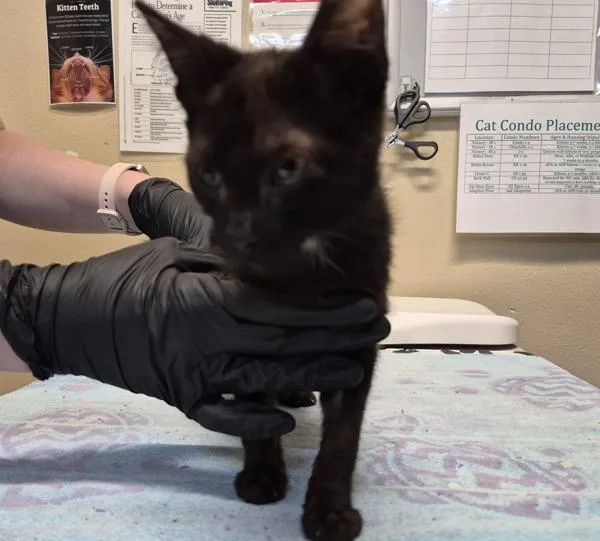 A baby small-sized male Domestic Short Hair cat named Higgledy Piggledy for adoption in Oceanside, CA