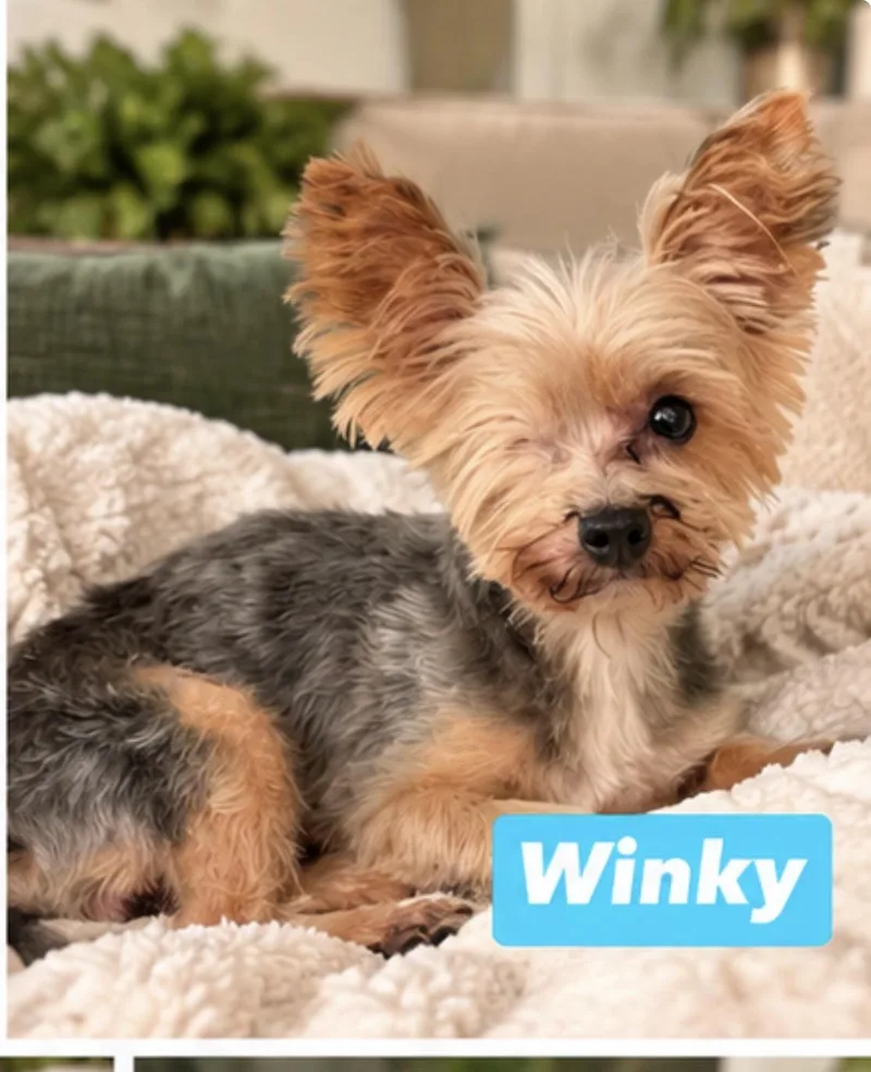 An adult small-sized male Golden Yorkshire Terrier dog named Winky for adoption in Semmes, AL