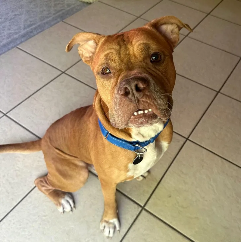 An adult large-sized male Red / Chestnut / Orange Mastiff dog named Wally for adoption in Corpus Christi, TX